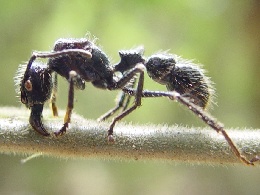 10 самых невероятных муравьев на земле