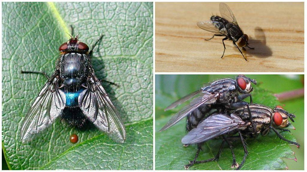 Откуда в доме появляются мухи: основные версии