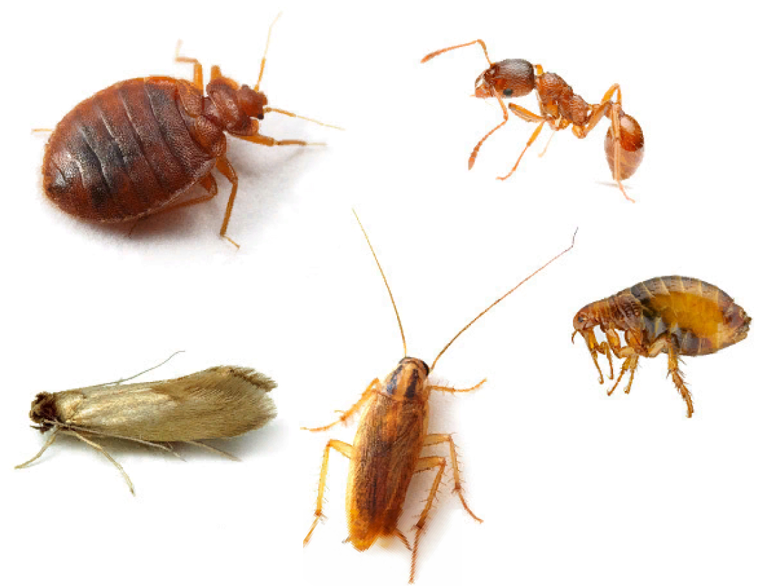 Едят ли тараканы клопов и живут ли они вместе