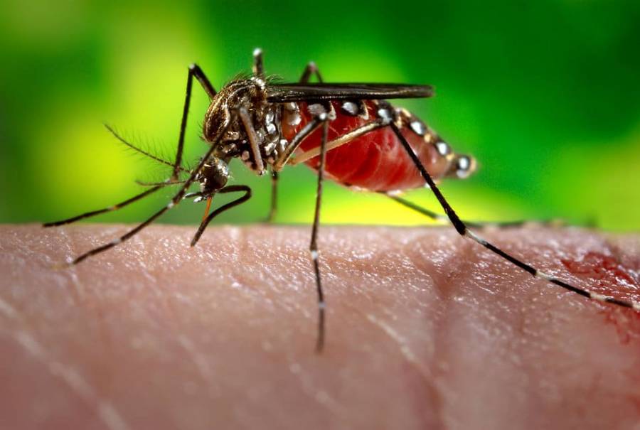 Малярийный комар или анофелес: как выглядит, где обитают, чем опасны