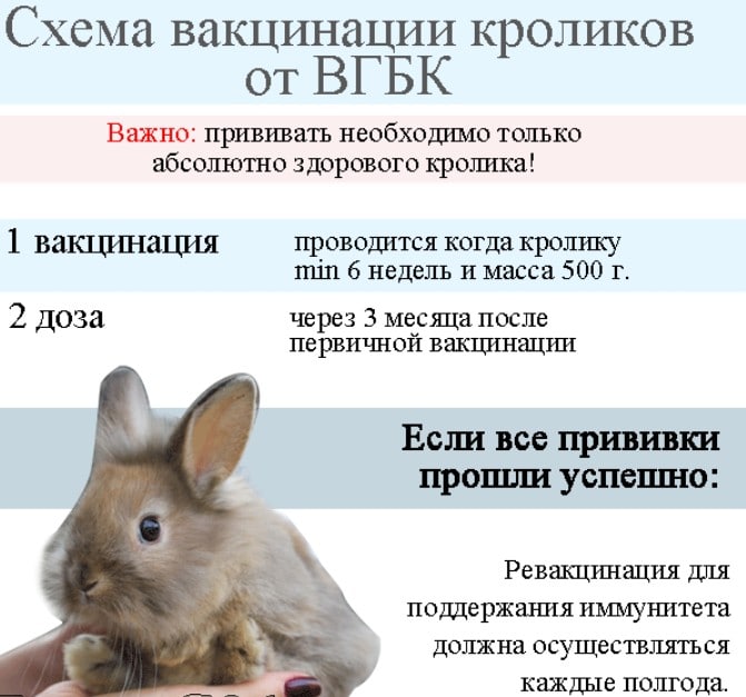 Прививки кроликам: какие и когда делать, вгбк, миксоматоз, инструкция
