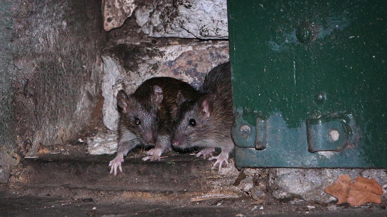 Как избавиться от крыс?