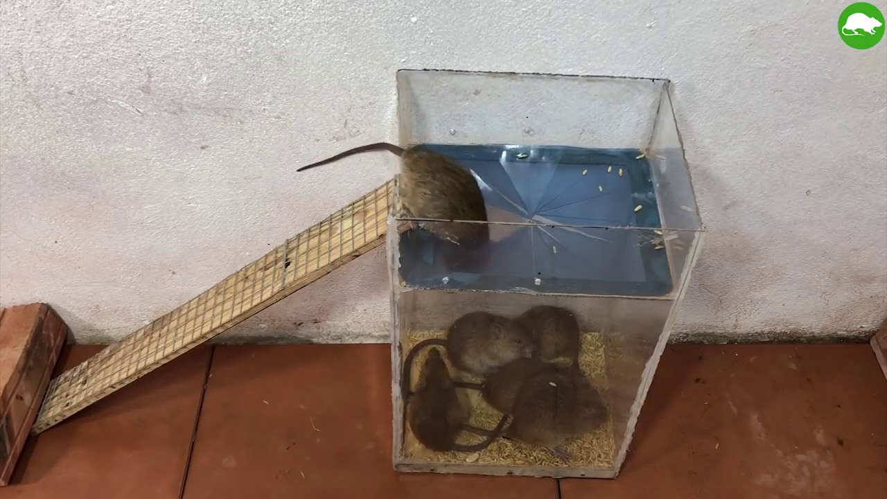 Как поймать мышь в квартире без мышеловки не убивая: популярные способы