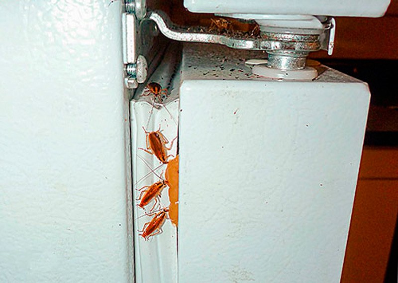 ❶ тараканы в холодильнике: что делать, могут ли жить при работающем холодильнике, как избавиться, чтобы вывести усачей