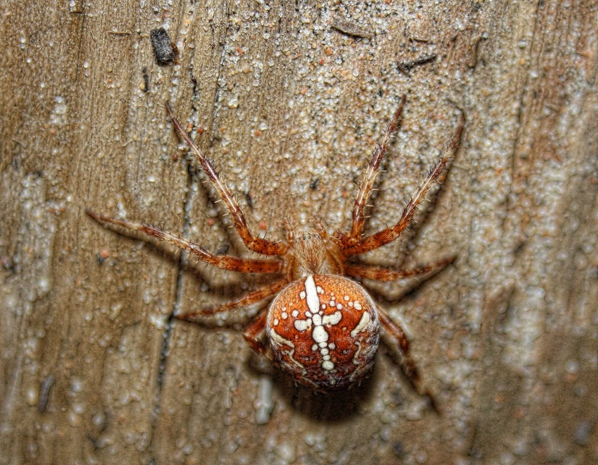 Крестовик паук. описание, особенности, виды, образ жизни и среда обитания крестовика