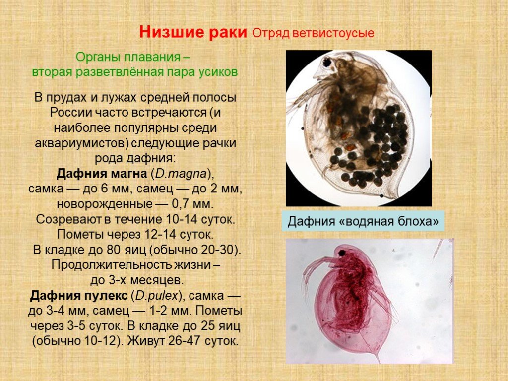 Как выглядят и где живут водяные блохи дафнии: места обитания, особенности развития и питания, в чём опасность, инструкция как бороться