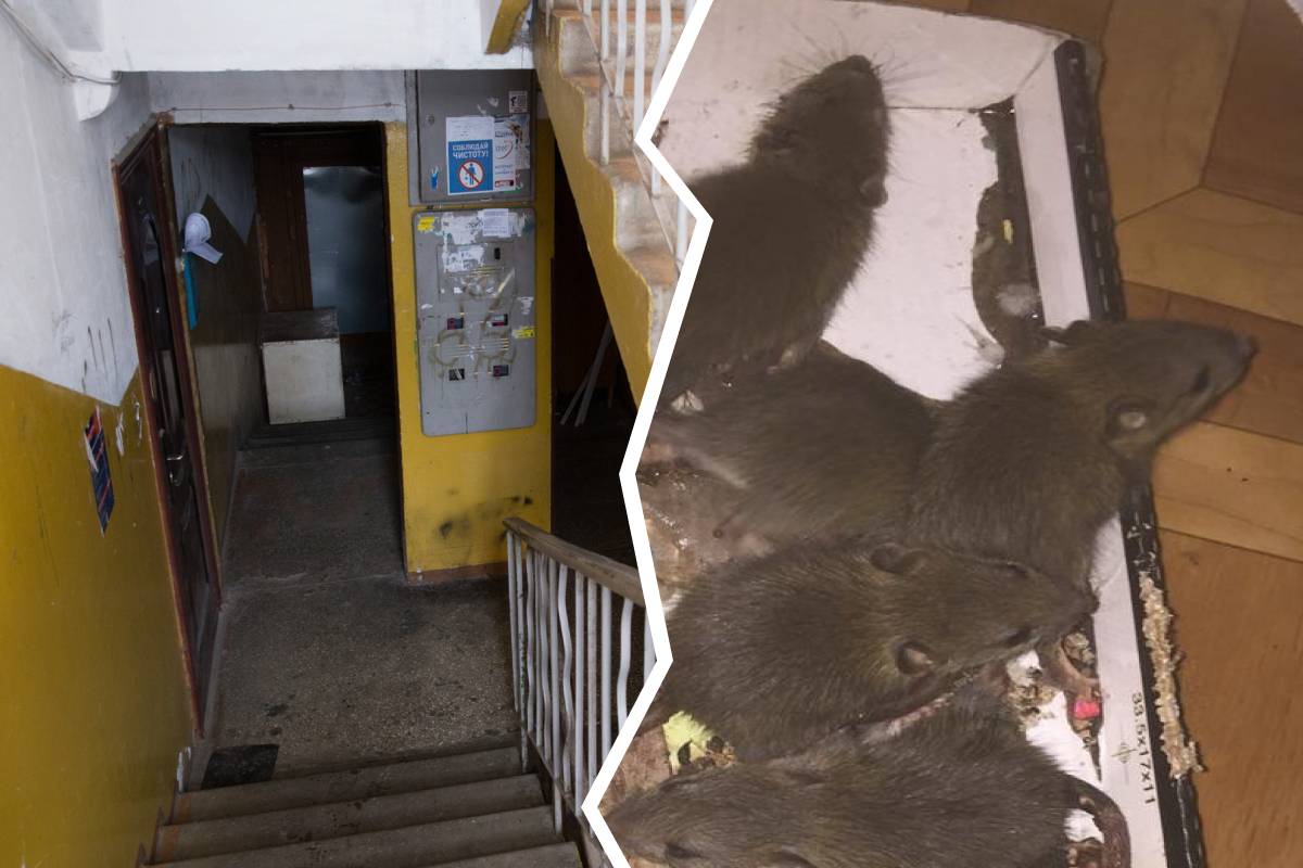 Как избавиться от крысы и квартире на первом и втором этаже