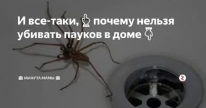 Как избавиться от пауков в квартире: простые советы