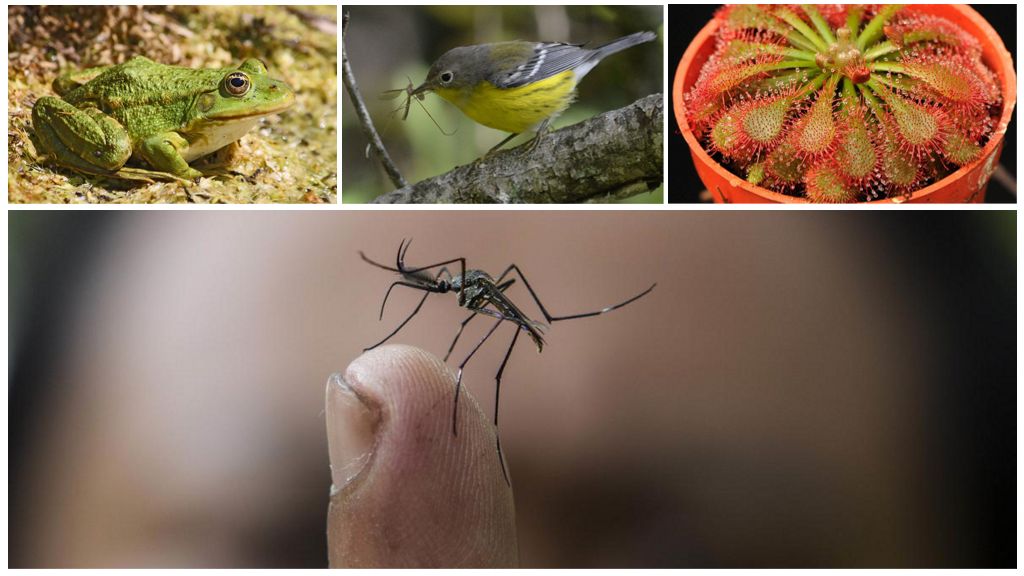15+ полезных насекомых для сада и огорода: с фото и описанием