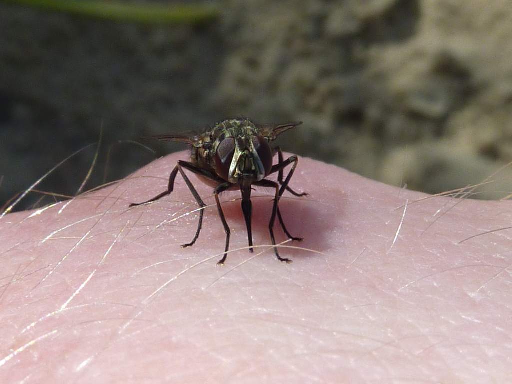 Кусачая муха - жигалка: почему мухи кусают людей осенью?