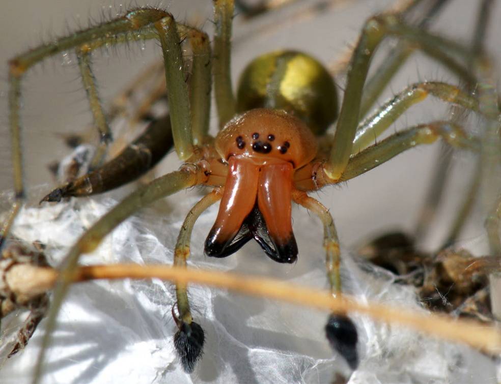 Коричневый паук отшельник: как выглядит и чем опасен для человека