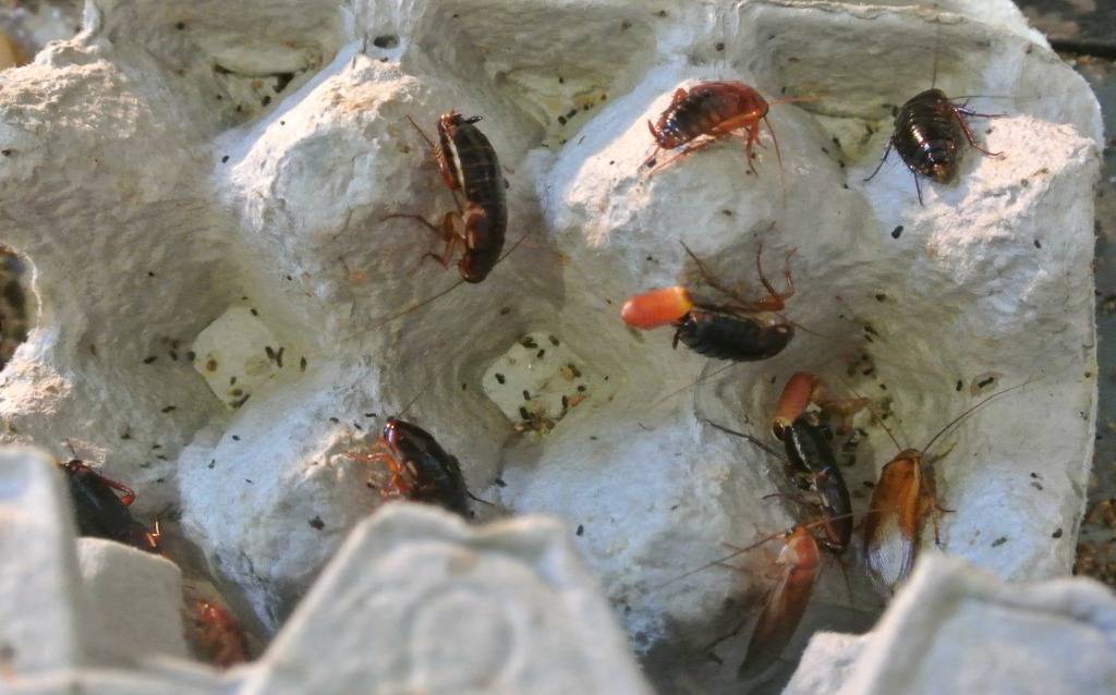 Аргентинский таракан blaptica dubia (блаптика дубия) содержание, разведение