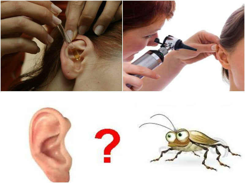 Что делать, если в ухо попало насекомое
