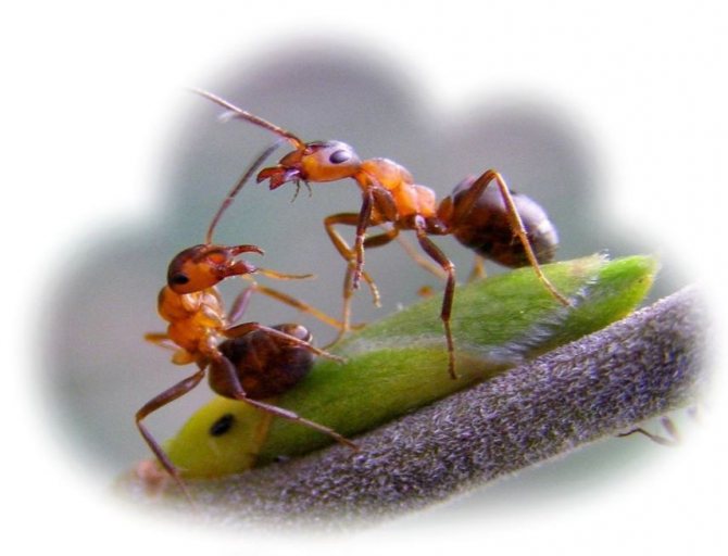 К чему снятся муравьи: толкование снов, сонники | значение снов