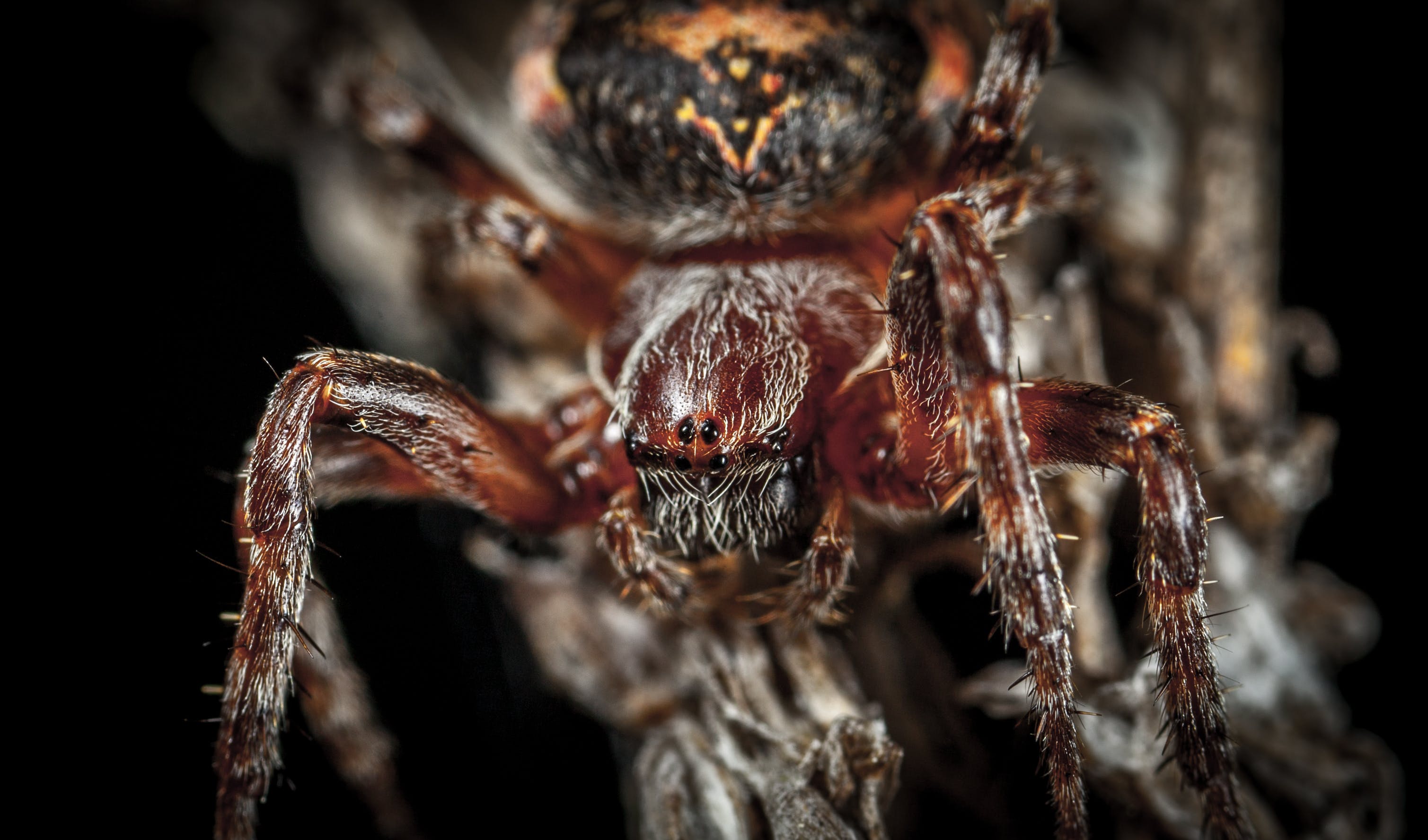 Самые страшные пауки – вся правда об арахнидах