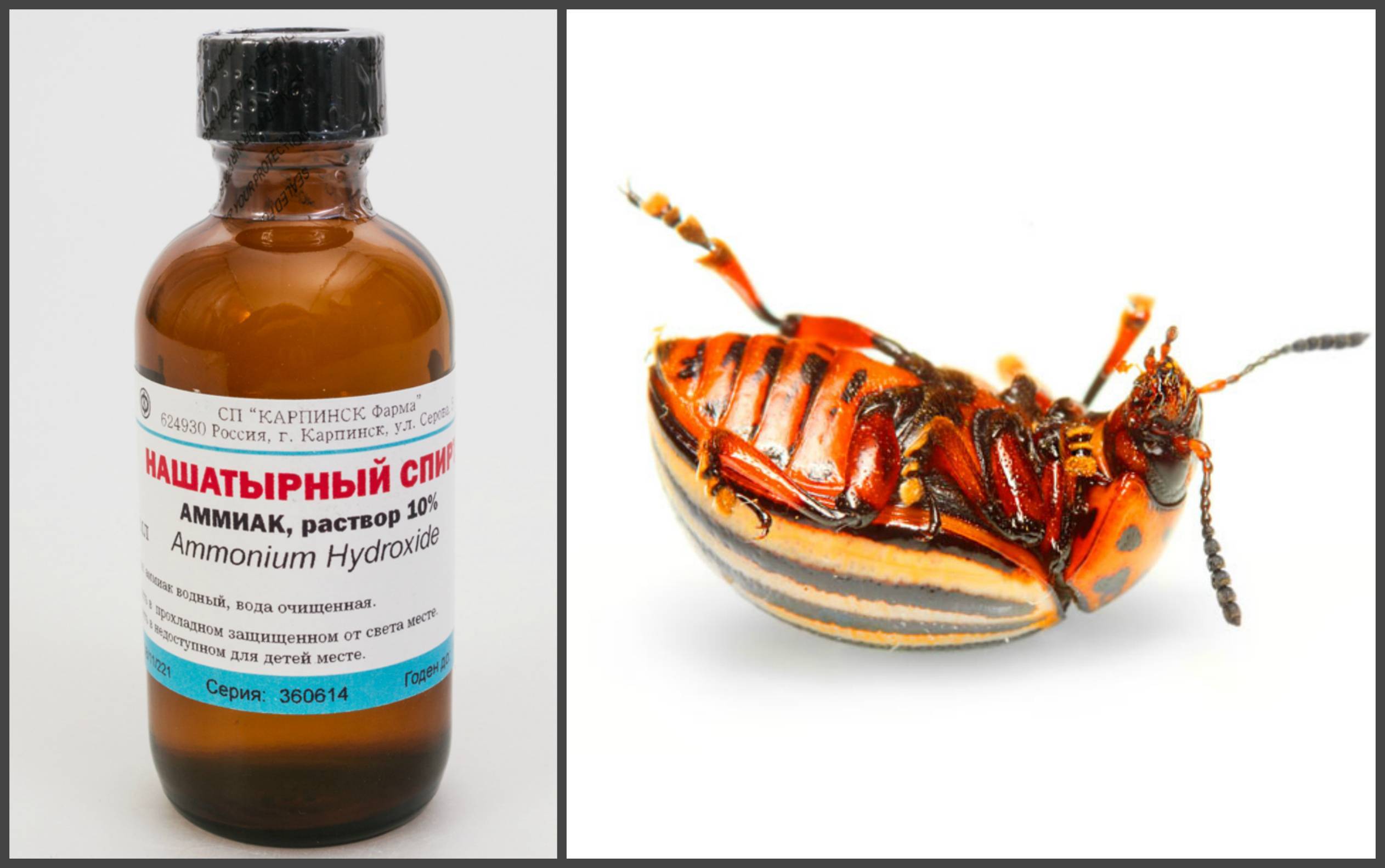 Нашатырный спирт от тараканов в квартире: рецепты, отзывы, принцип действия, безопасность
