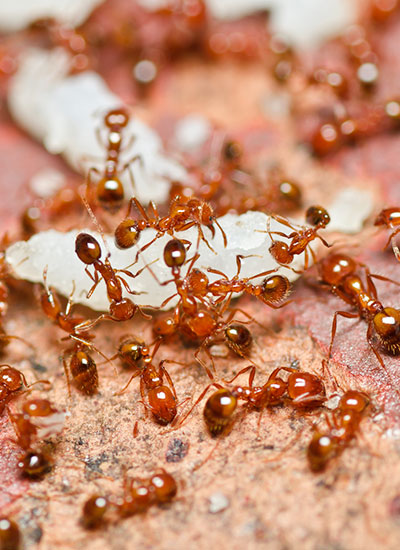 Как избавиться от фараоновых муравьев в квартире?