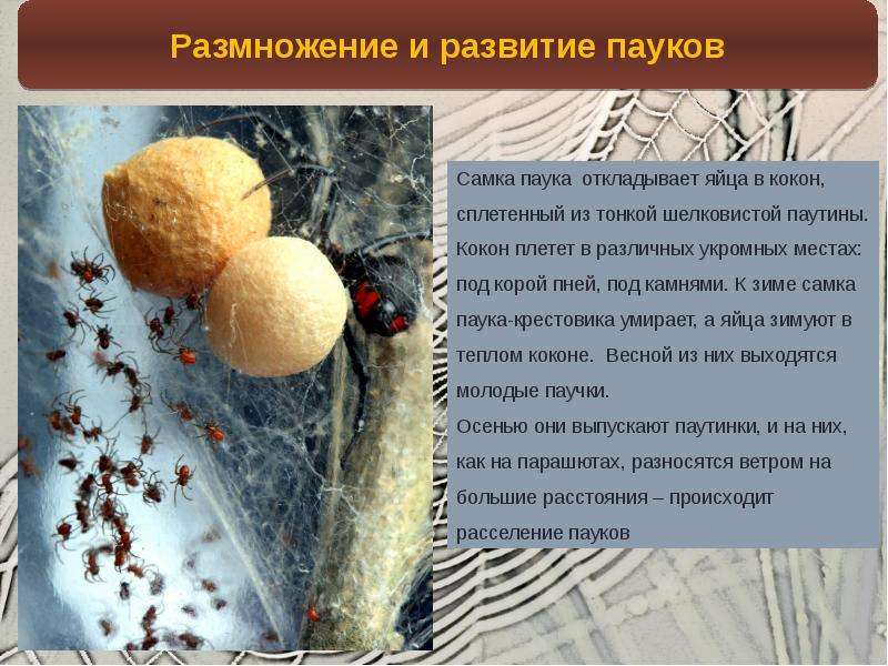 Паук-волк: внешний вид (фото), образ жизни, опасность для человека