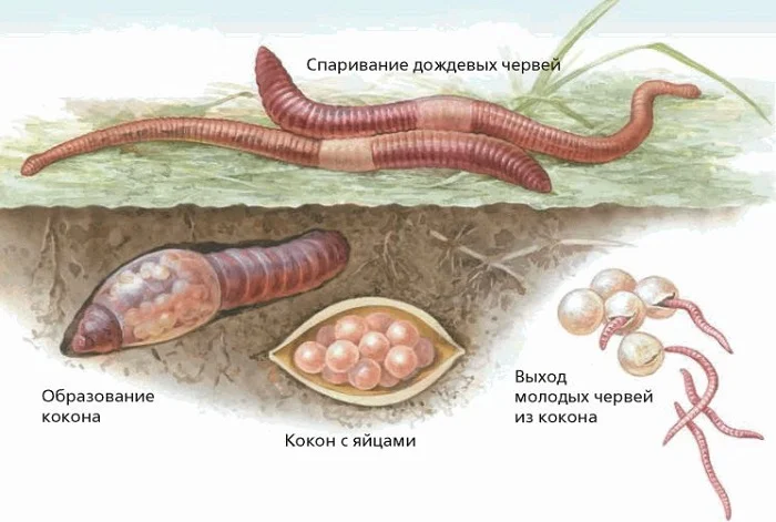 Дождевой червь. образ жизни и среда обитания дождевого червя