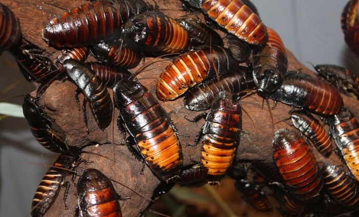 Сколько живут тараканы: жизненный цикл, условия размножения, стадии развития