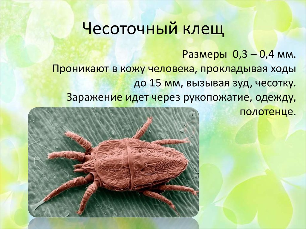 Чесотка – пути заражения, симптомы и лечение * клиника диана в санкт-петербурге