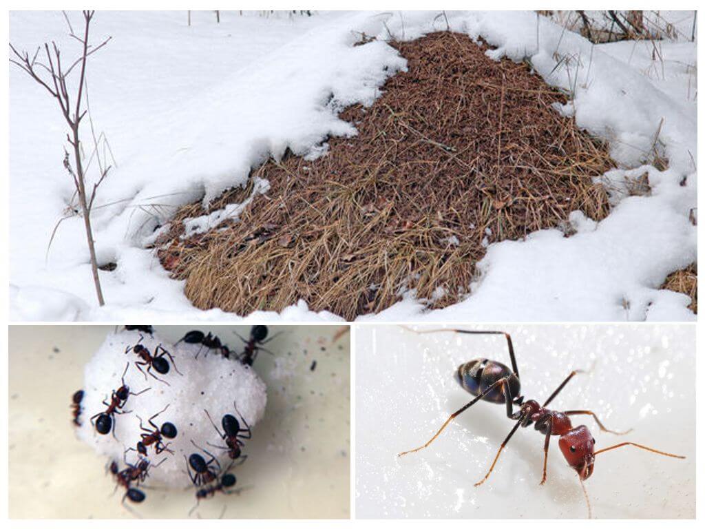 Что делают зимой муравьи. как и где зимуют муравьи?