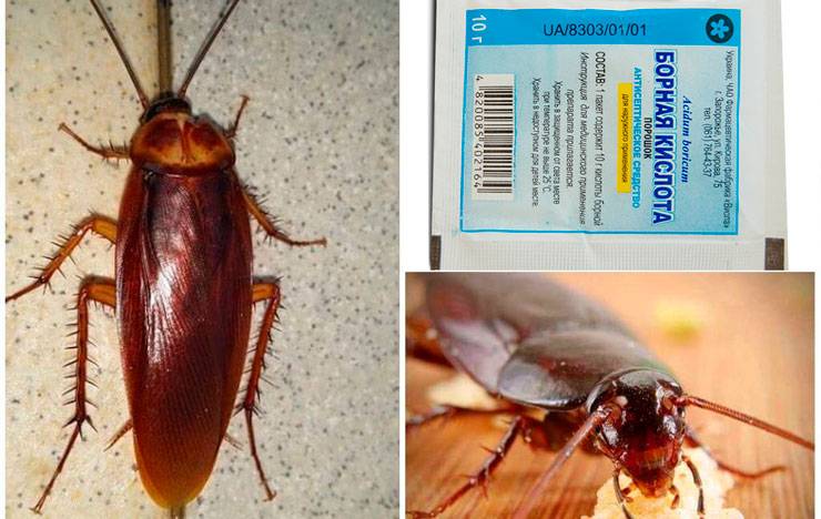 Чего боятся тараканы и как с ними бороться в квартире