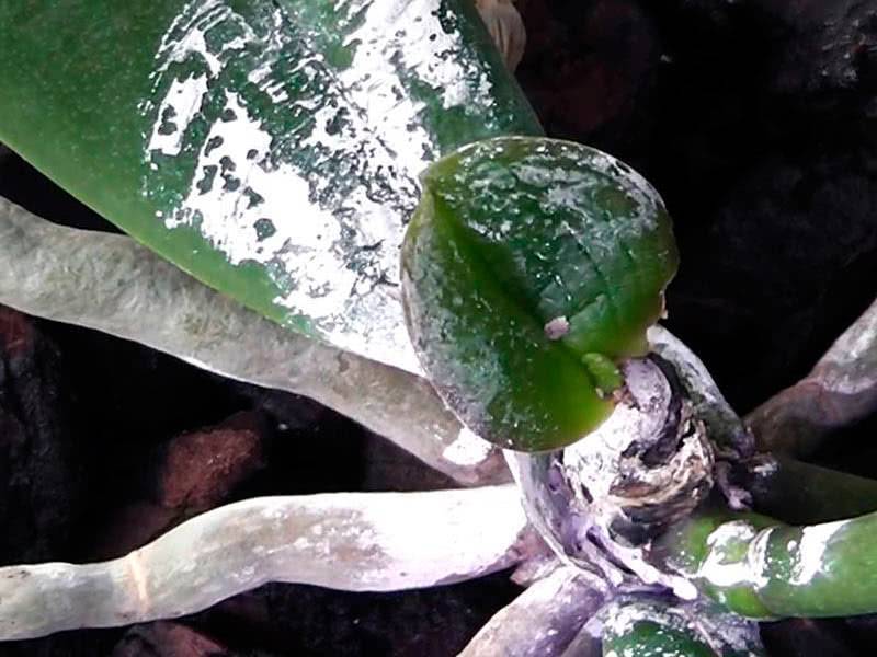 Мучнистый червец на орхидее: как избавиться и не допустит в будущем