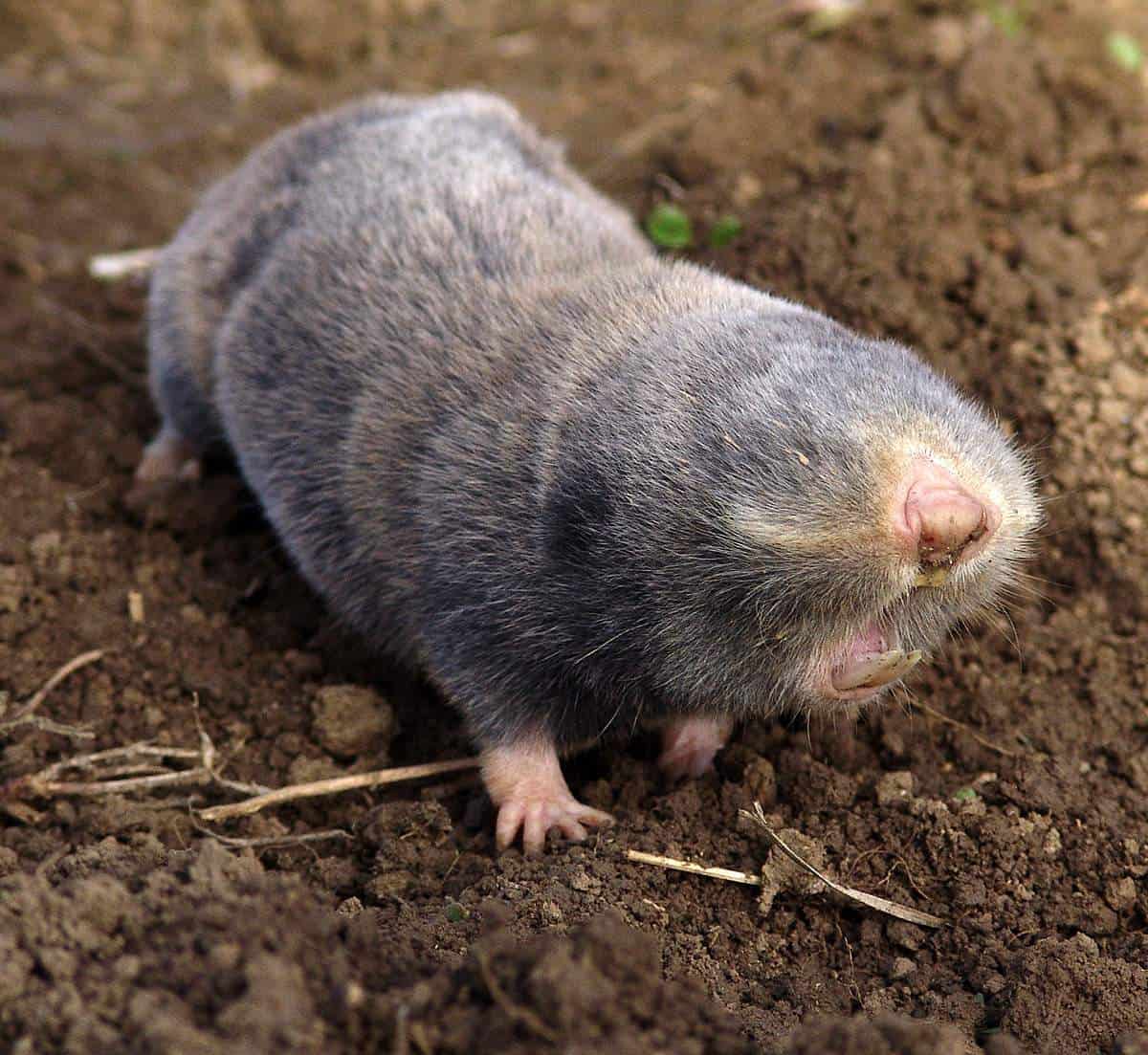 Как прогнать земляных крыс с дачи и огорода?