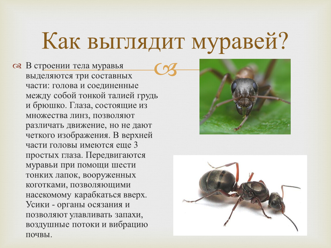 Описать как выглядит. Муравей голова грудь брюшко. Виды муравьев с названиями. Описание муравьев. Муравей картинка с описанием.
