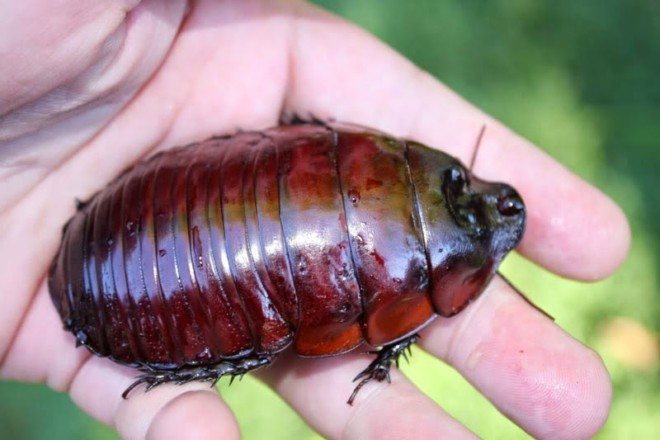 Самые большие тараканы в мире: названия, фото и описания