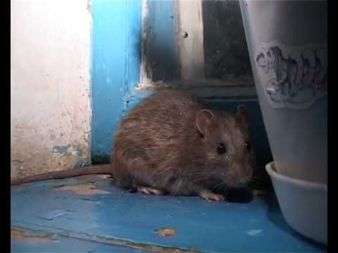 Как бороться с мышами и другими грызунами в каркасном доме