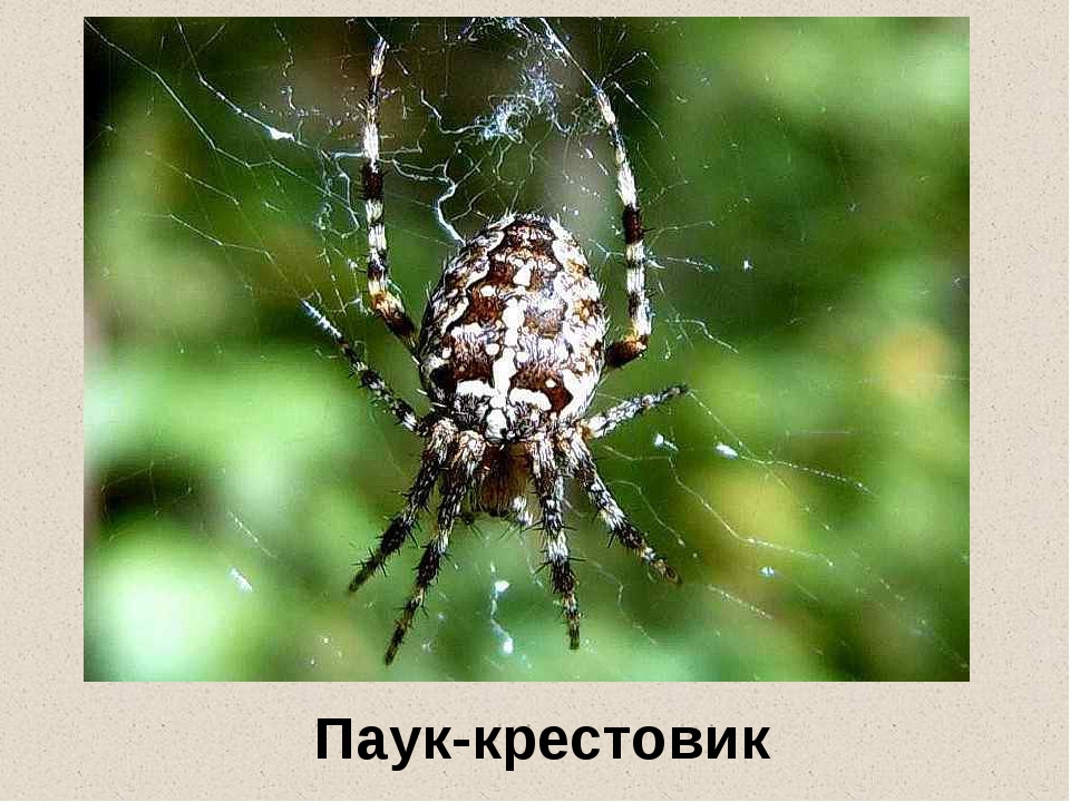 Крестовик паук. описание, особенности, виды, образ жизни и среда обитания крестовика | живность.ру
