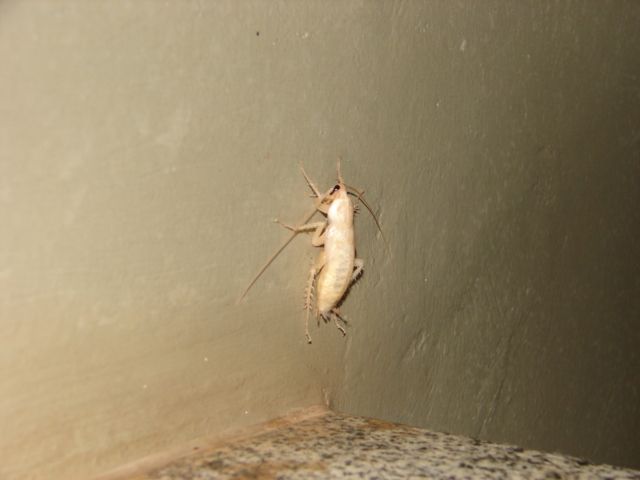 Белый таракан в квартире: что это и чем опасен