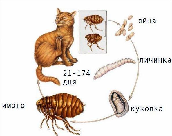 Как размножаются блохи, сколько живет паразит, как выглядят личинки, цикл развития и прочее + фото