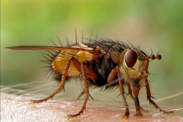 Где живет муха цеце и чем опасен ее укус