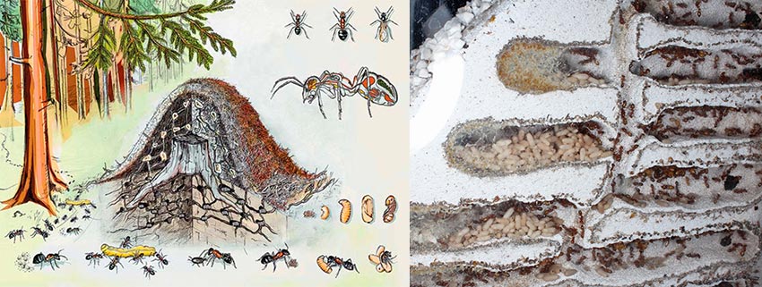 Как муравьи готовятся к зиме и где зимуют - коротко