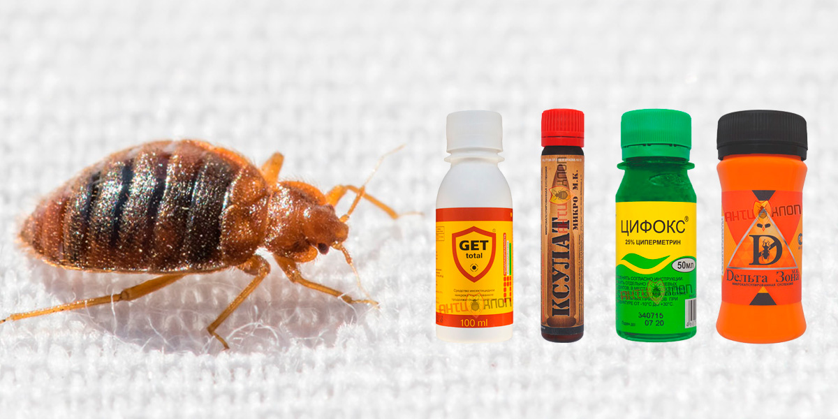 Как быстро и эффективно избавиться от тараканов народными средствами