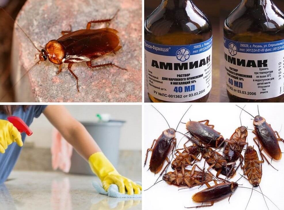 Тараканы в микроволновке, как избавиться – 12 способов!