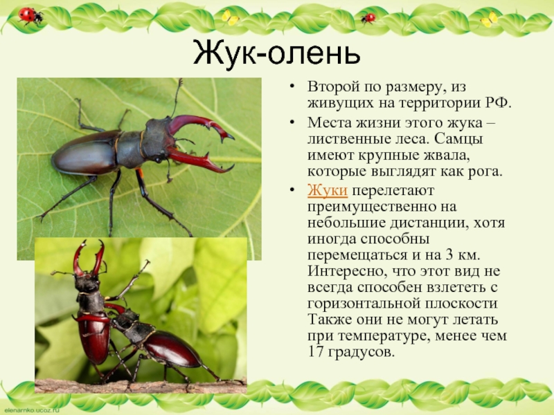 Жук-олень насекомое. описание, особенности, виды, поведение и среда обитания жука-оленя