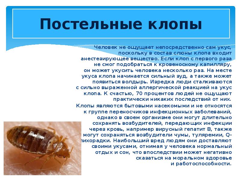 Чего боятся постельные и домашние клопы