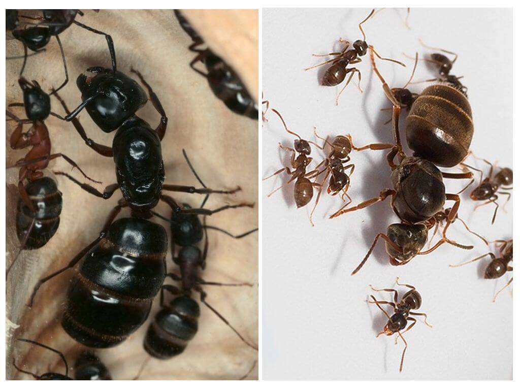 Муравьиная матка домашних муравьев: как выглядит и ее роль в муравейнике