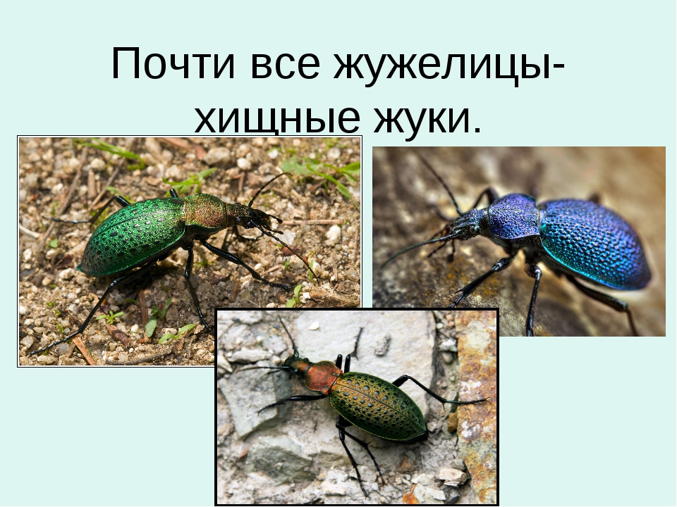 Жуки ? описание отряда насекомых, их особенности строения, виды