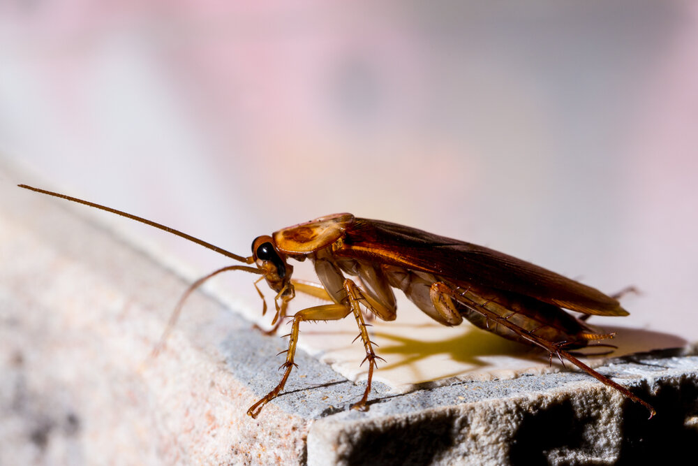 Простой вопрос – просто ответ: летают ли тараканы?