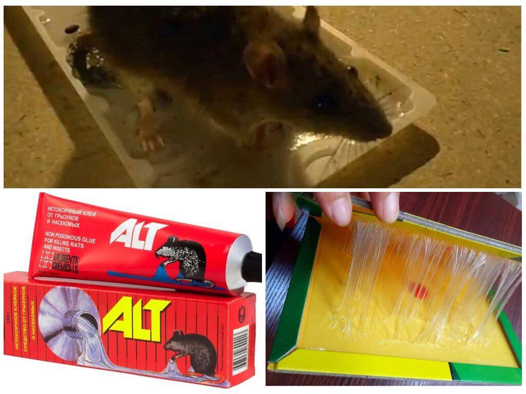 Клей для крыс и мышей, а также против других грызунов: нюансы ловли и отзывы о применении