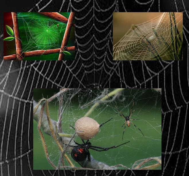 Паутина у паука: строение желез, химический состав, узоры