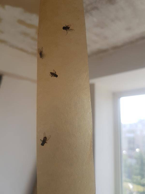 Как избавиться от луковой мухи на луке и мошек в квартире
