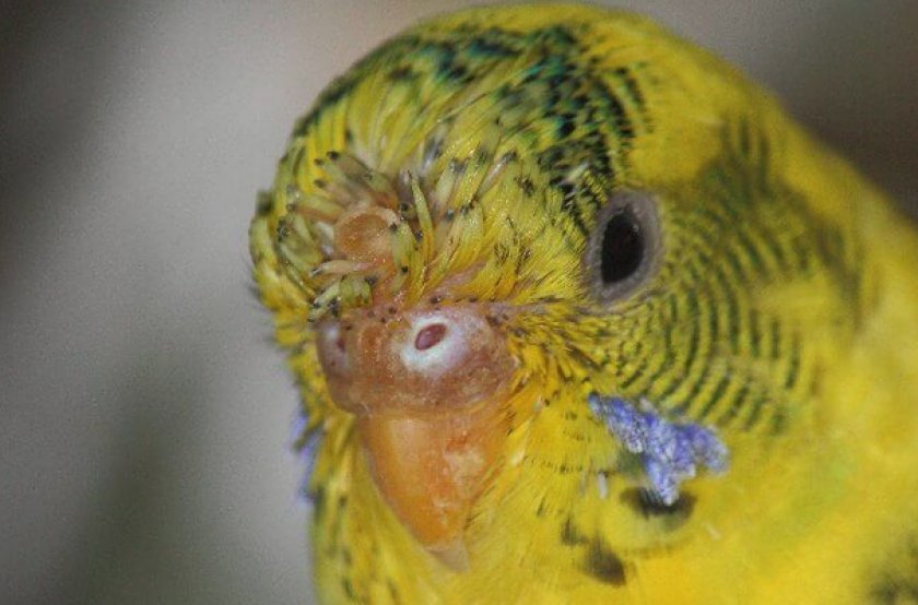 Кнемидокоптоз у волнистых попугаев: лечение заболевания (дезинфекция клетки)