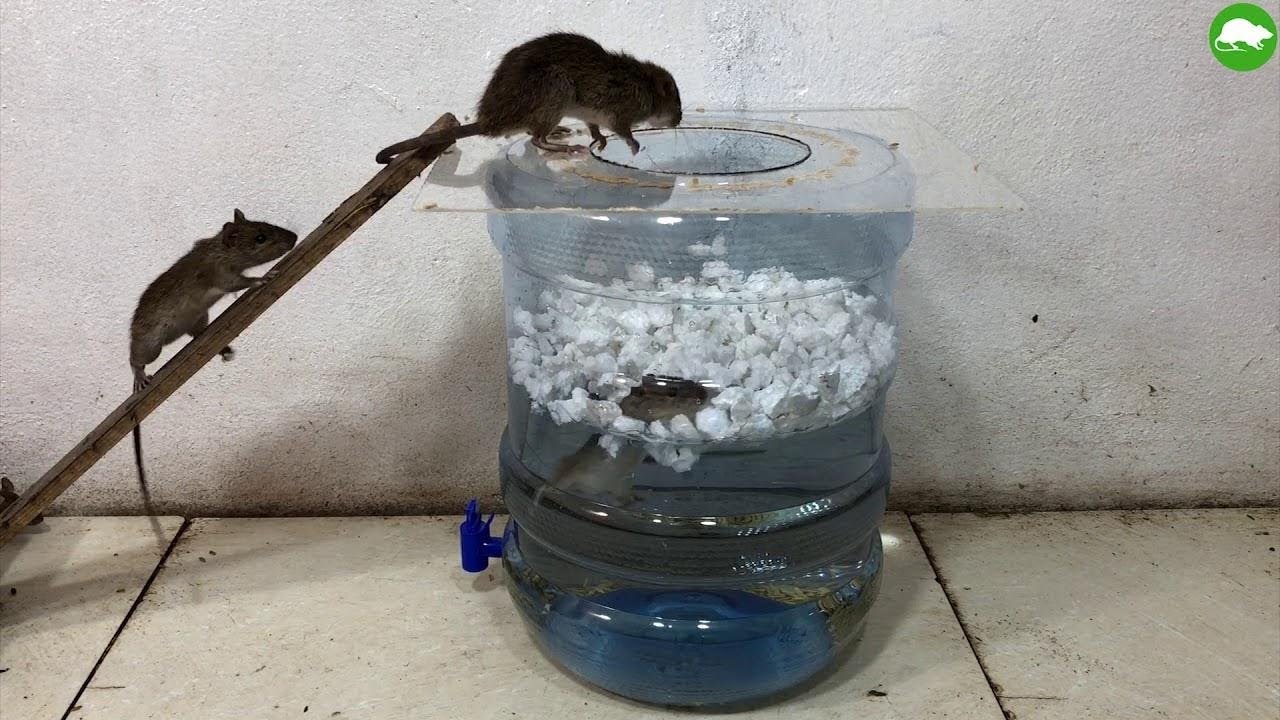 Как поймать крысу в доме: самодельный способ электрической крысоловки