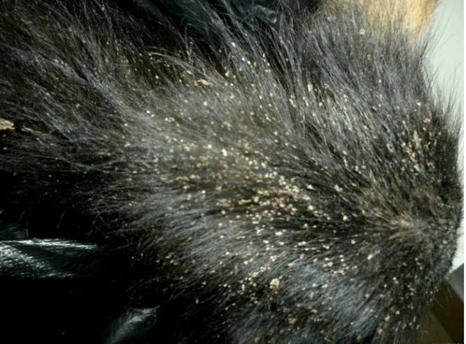 Как выглядят кошачьи вши и как их лечить?